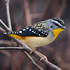 Spotted Pardalote (Male)