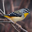 Spotted Pardalote (Male)