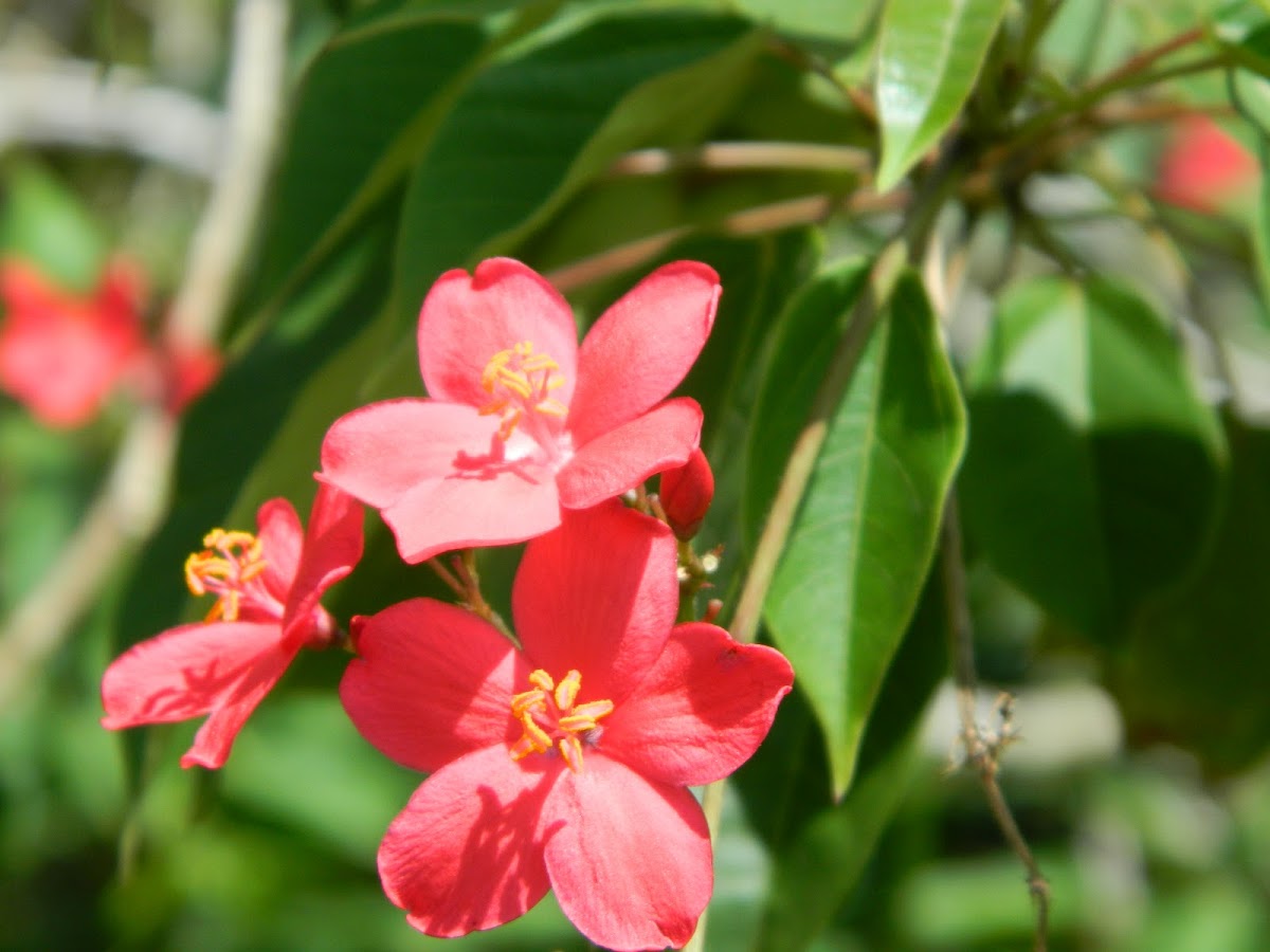 Spicy Jatropha