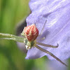 Flower Crab Spider on Blue Witch Blossom