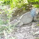 Mona ground iguana