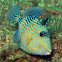 Blue Triggerfish (juvenile)