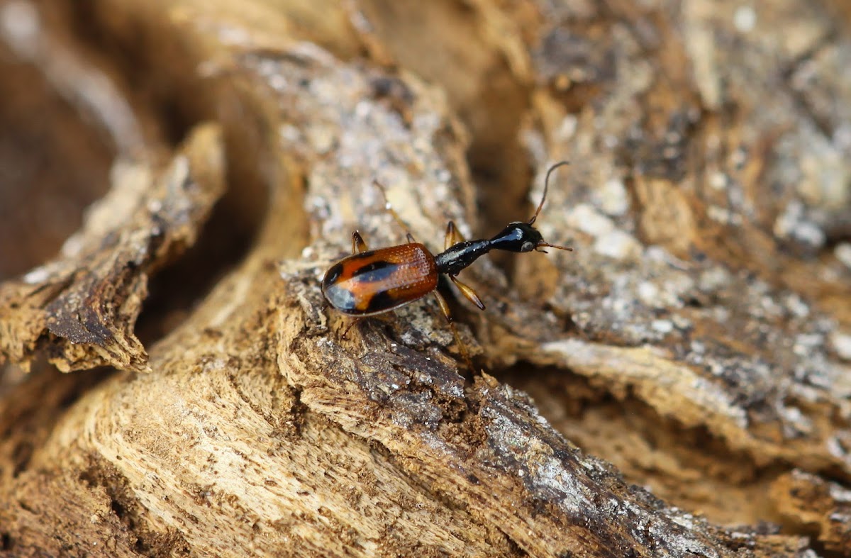 Long-necked ground beetle