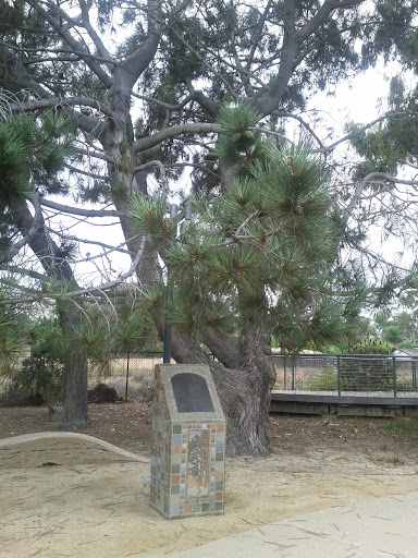 Torrey Pine at Solana Beach