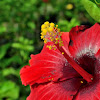 Amapola flower