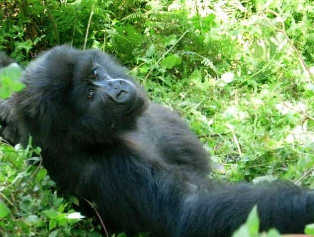 Gorila de montaña. Mountain gorilla