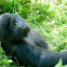 Gorila de montaña. Mountain gorilla