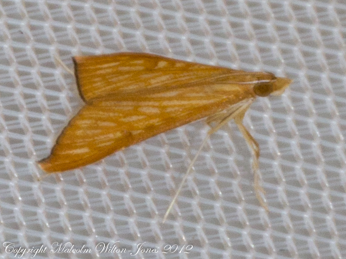 Sesame Leafroller Moth