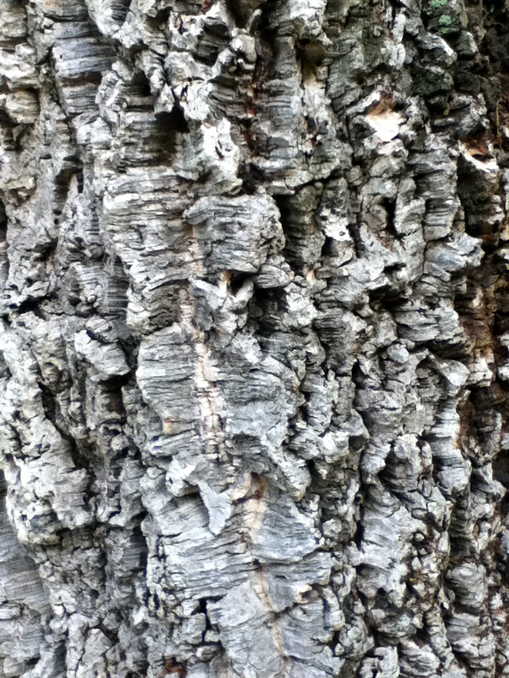 Cork Oak