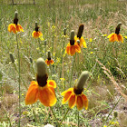 Upright Prairie Coneflower or Mexican Hat