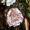 Christmas lichen. Liquen