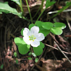 Wood sorrel or common wood sorrel