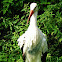 White Stork, Weißstorch