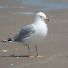 Ring-billed Gull