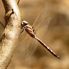 Blue-Spotted Hawker (female)
