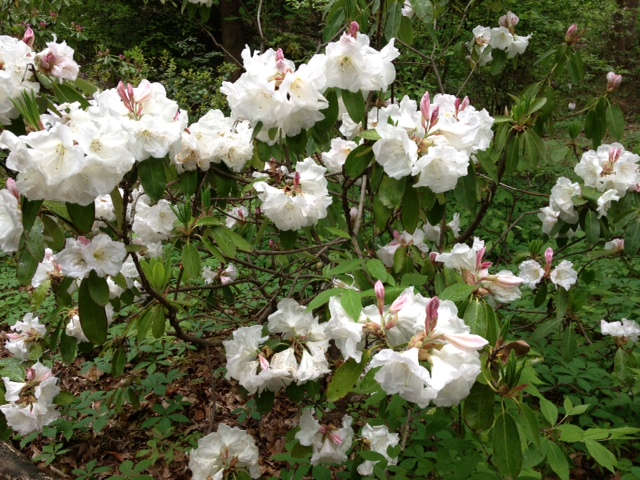 Rhododendron