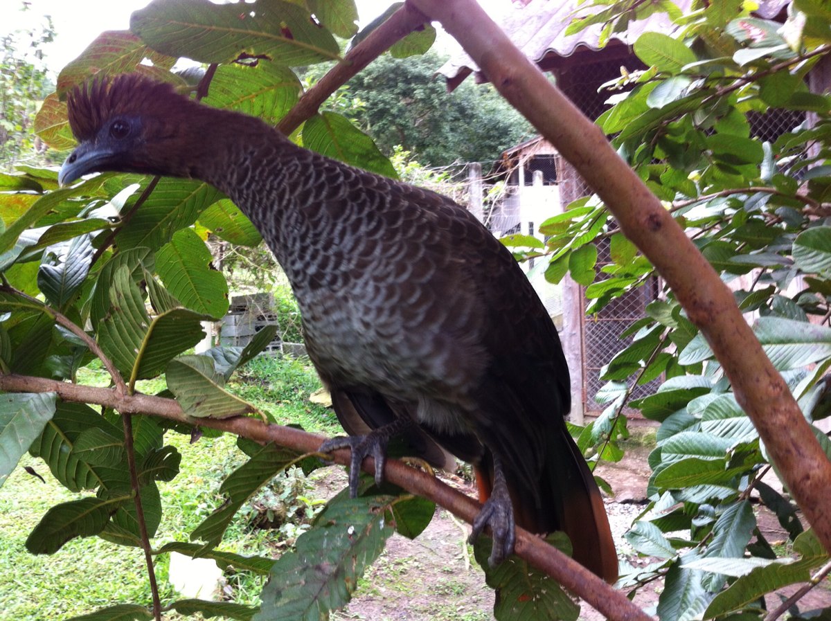 Aracuan bird, plain chachalaca