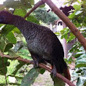 Aracuan bird, plain chachalaca