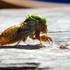 April Green Cicada