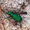 Six-spotted Tiger Beetle