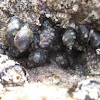 Sea snails