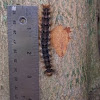 Gypsy Moth Larva