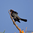 Garibaldi(Chestnut-capped Blackbird)