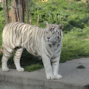 Siberian Tiger