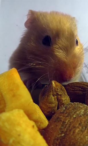 Hamster Eats Live wallpaper