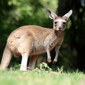 Kangaroo Joey by Owen Taylor - Animals Other Mammals