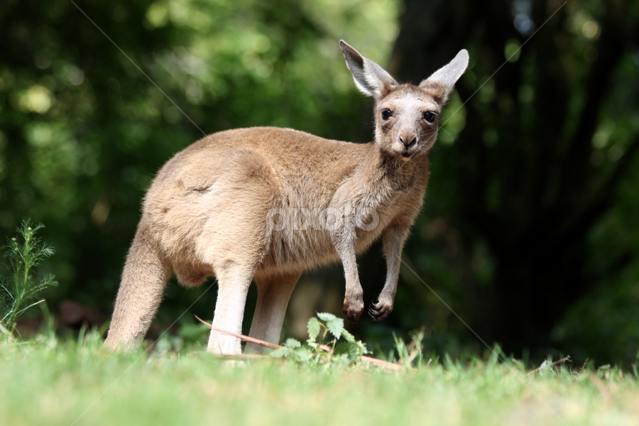 Kangaroo Joey by Owen Taylor - Animals Other Mammals