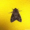 Pink-Spotted Hawkmoth