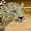 Arabian leopard