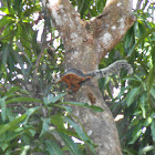 Variegated Squirrel