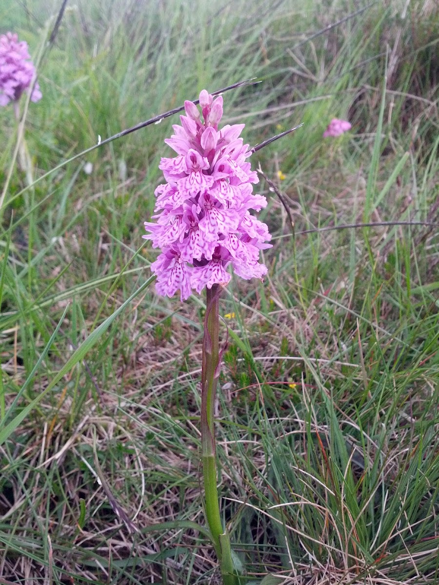 Heath spotted Orchid