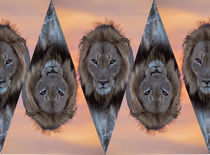 Free Download Lion wallpaper APK for Android