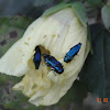 Hibiscus Jewel Beetle