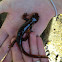 Californian newt