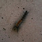 Orange Tussock Moth larvae