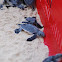 Green sea turtle hatchling