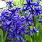 Cobalt Blue Hyacinth