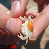 Crab Eggs