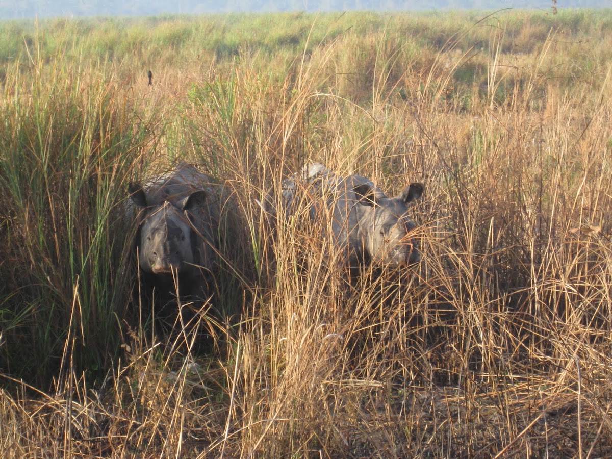 One-horned Rhinocerous
