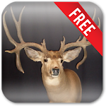Deer Hunting Live Wallpaper Apk