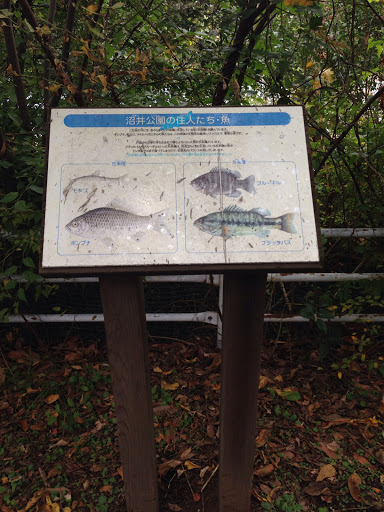 沼井公園の住人たち魚