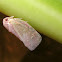 Citrus Flatid Planthopper