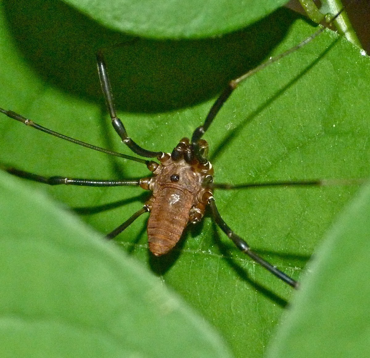 Harvestman