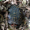 Eastern Box Turtle