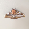 Pine Emperor moth