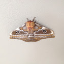 Pine Emperor moth